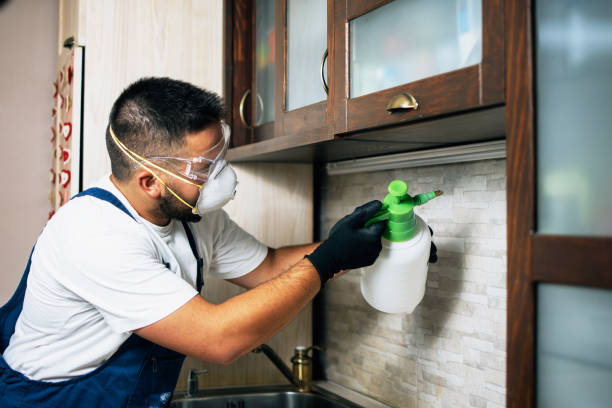Best Wasp Removal Services  in Weweantic, MA
