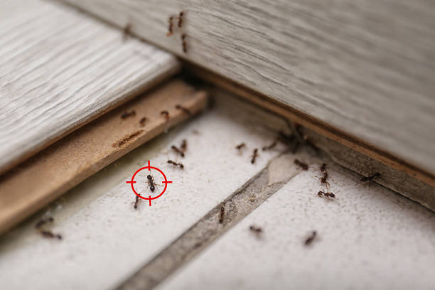 Pest Control Cost in Weweantic, MA