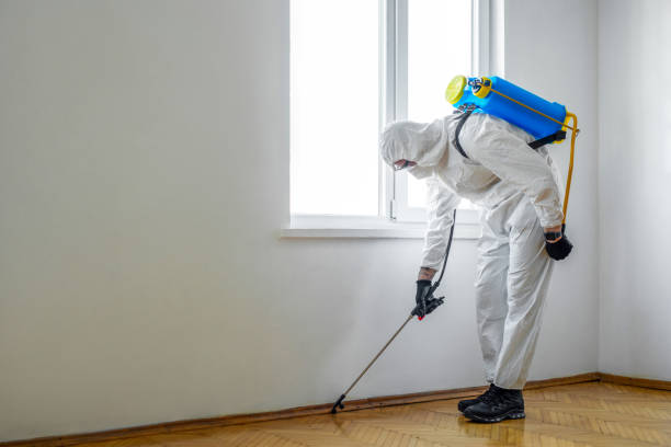 Best Flea Control Services  in Weweantic, MA