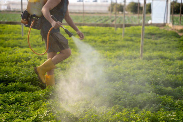 Best Ant Control Services  in Weweantic, MA